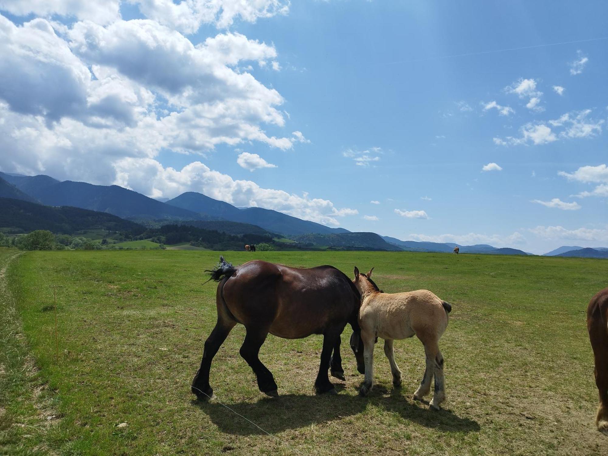 Cal Jan - Cadi Apartment Bellver De Cerdanya Bagian luar foto